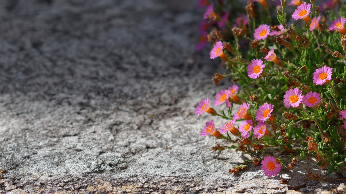 Which 15 Plants Flourish on Hot Concrete During Heat Waves?