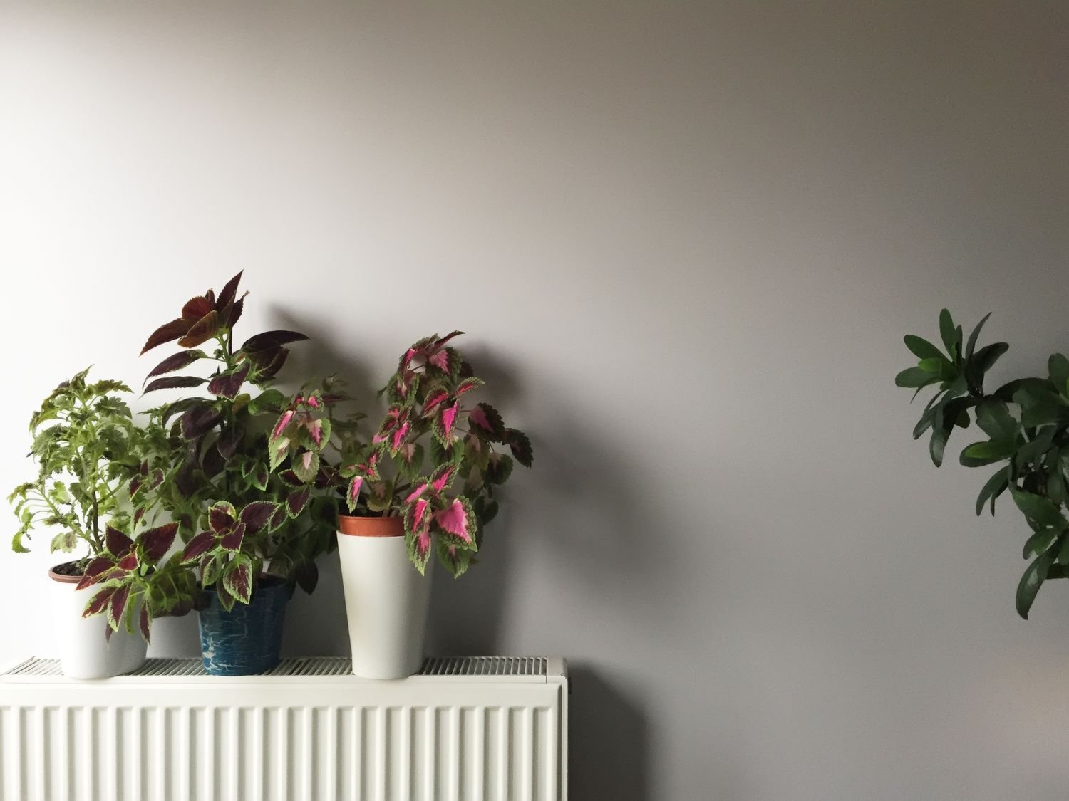 This Common Heating Mistake Is Hurting Your Houseplants, Experts Warn