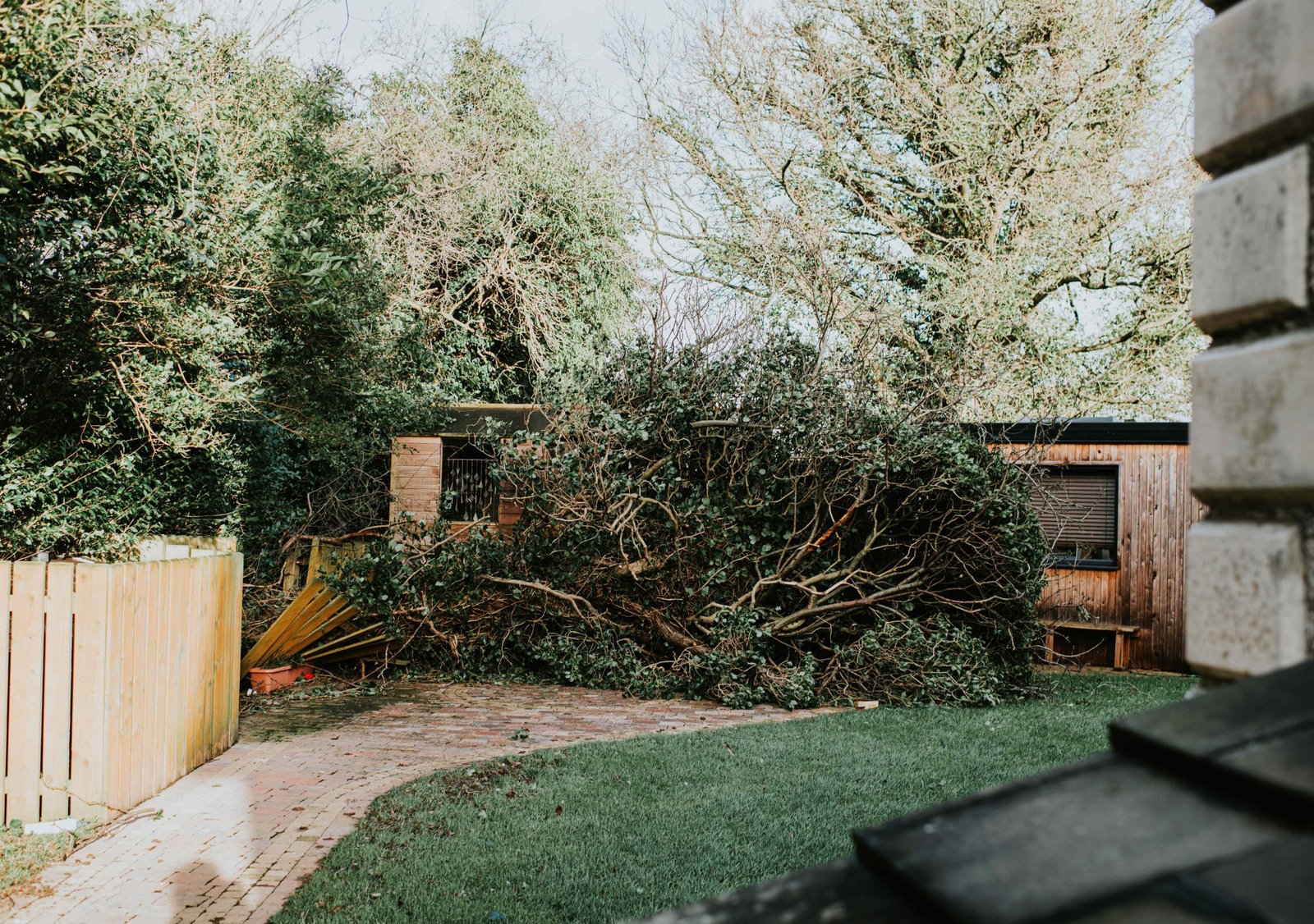 These 6 Trees in Your Yard Are Most Vulnerable to Wind Damage—Here's How to Protect Them