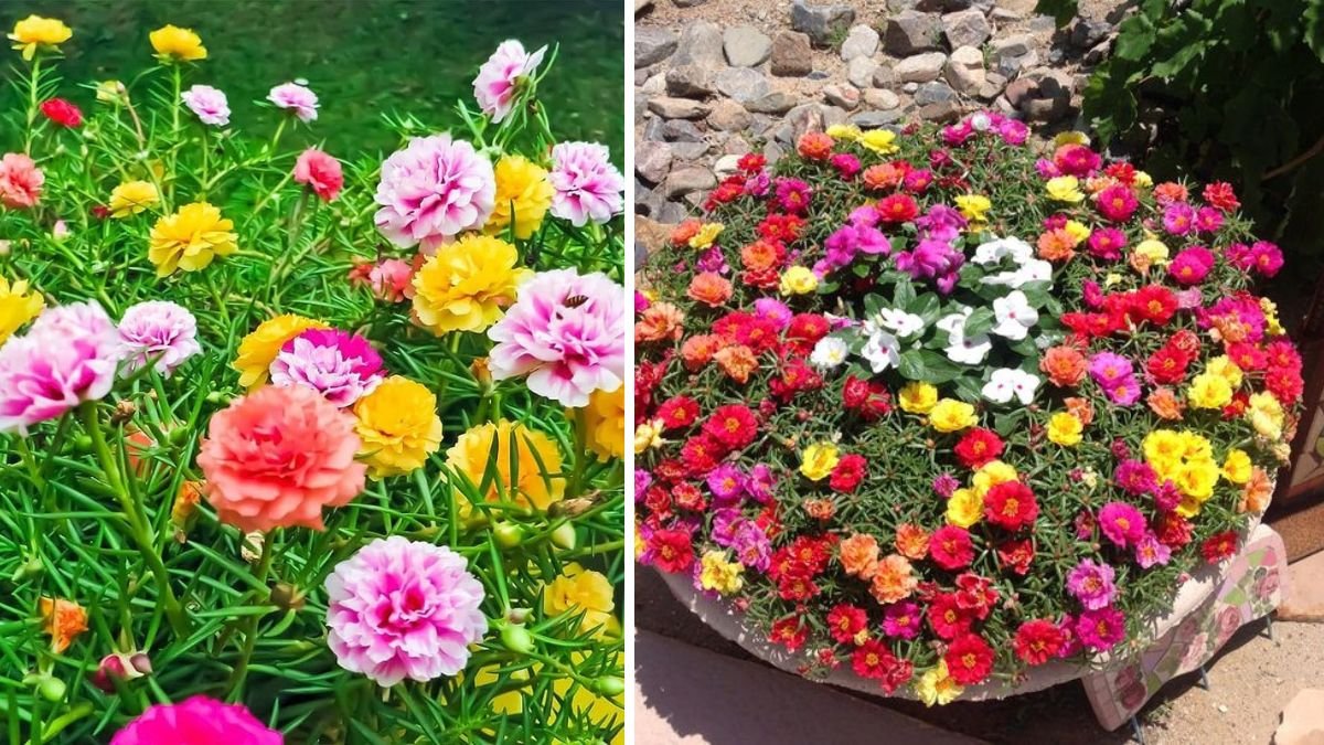 Bursting with Color: How to Grow Vibrant Portulaca in Hanging Pots