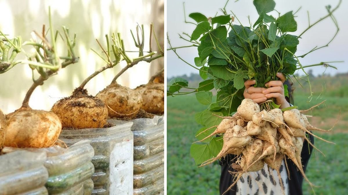 Homegrown Crunch: Beginner-Friendly Guide to Growing Jicama in Your Garden