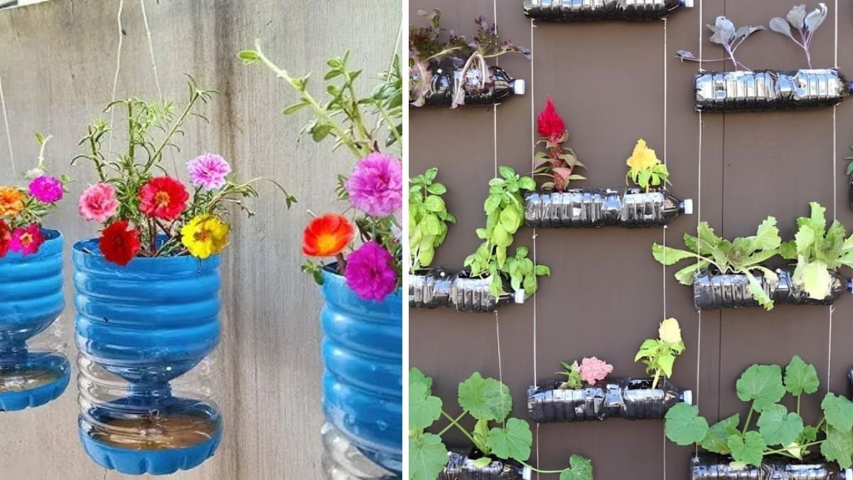 Tiny Garden, Big Impact: How to Make a Bottle Garden for Small-Space Gardening
