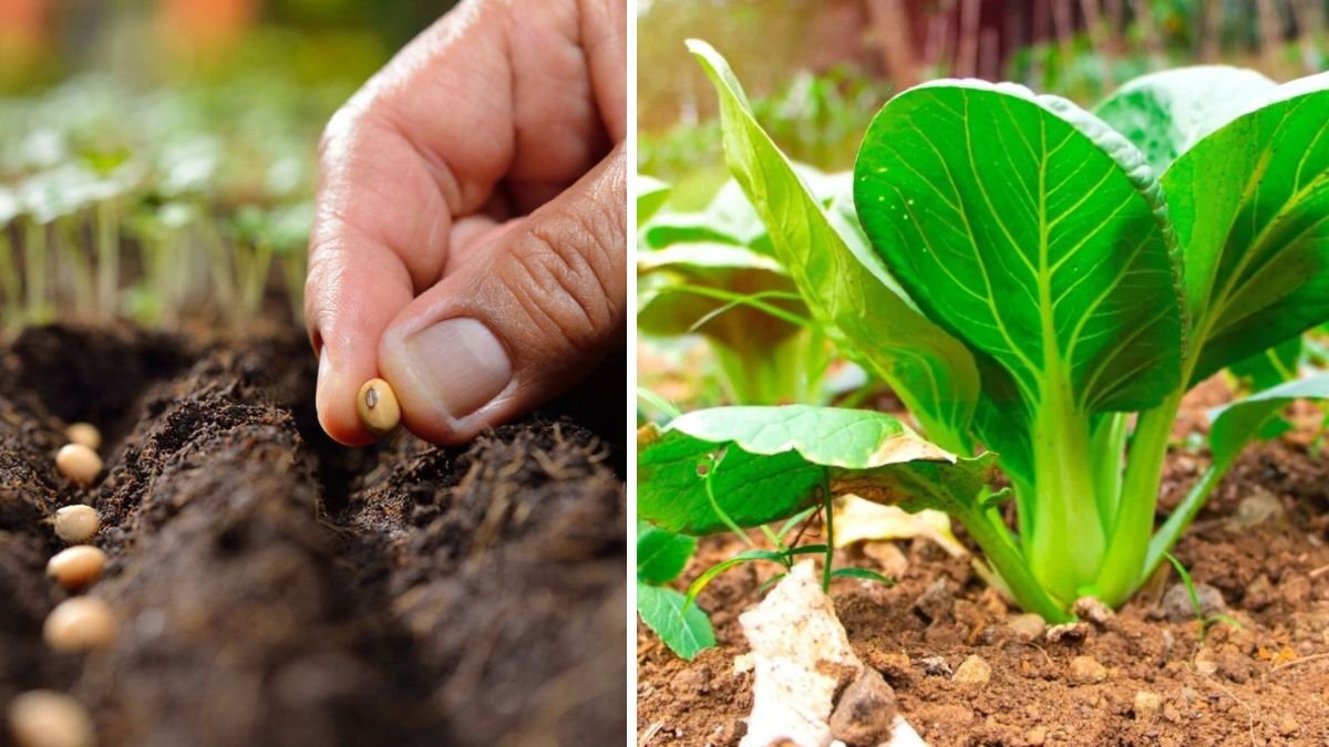 From Garden to Next Season: How to Harvest Seeds Without Losing Them