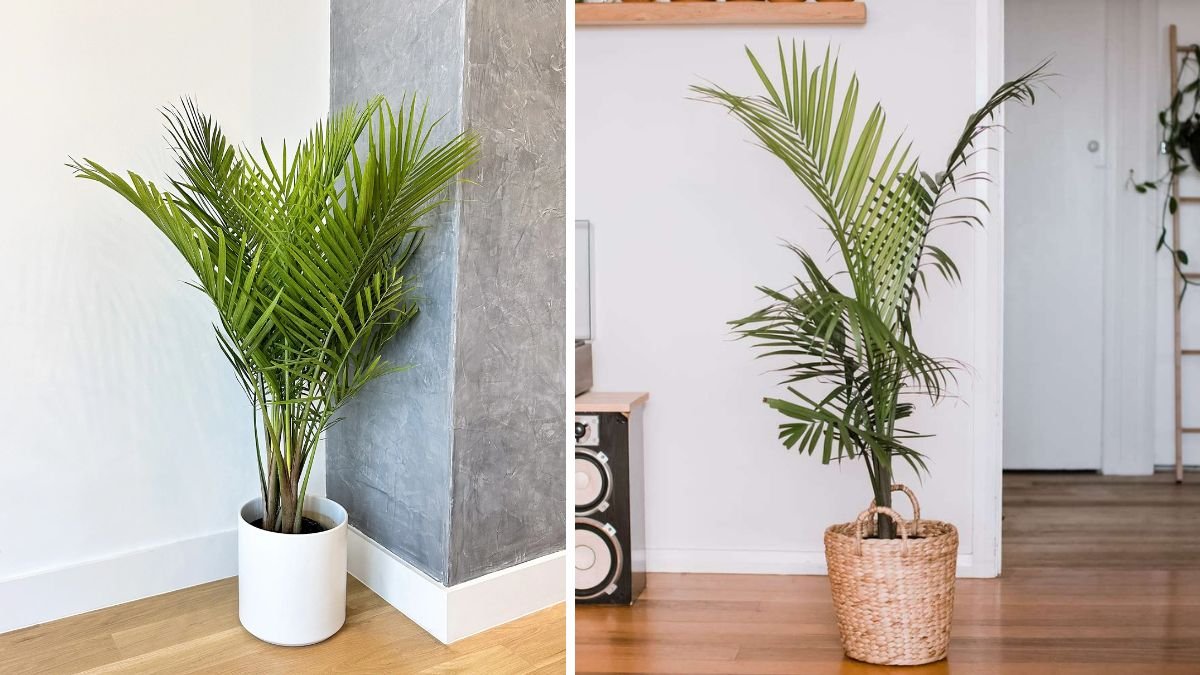Indoor Elegance: Is the Majesty Palm the Right Choice for Your Home?