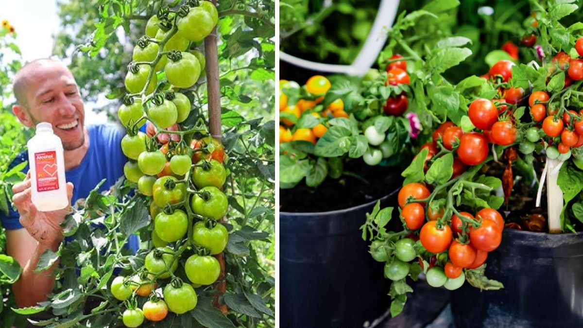 Bumper Harvest, Fewer Pests: Smart Strategies to Grow Juicy Tomatoes at Home