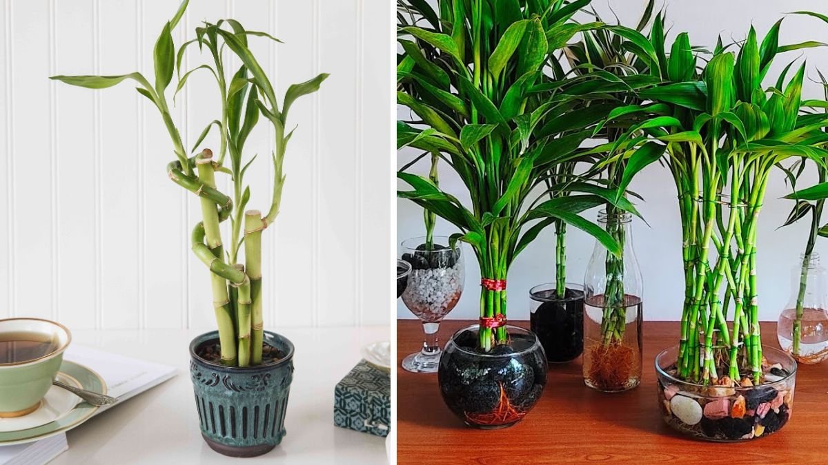 Twist of Luck: How to Grow Spiral-Shaped Lucky Bamboo at Home