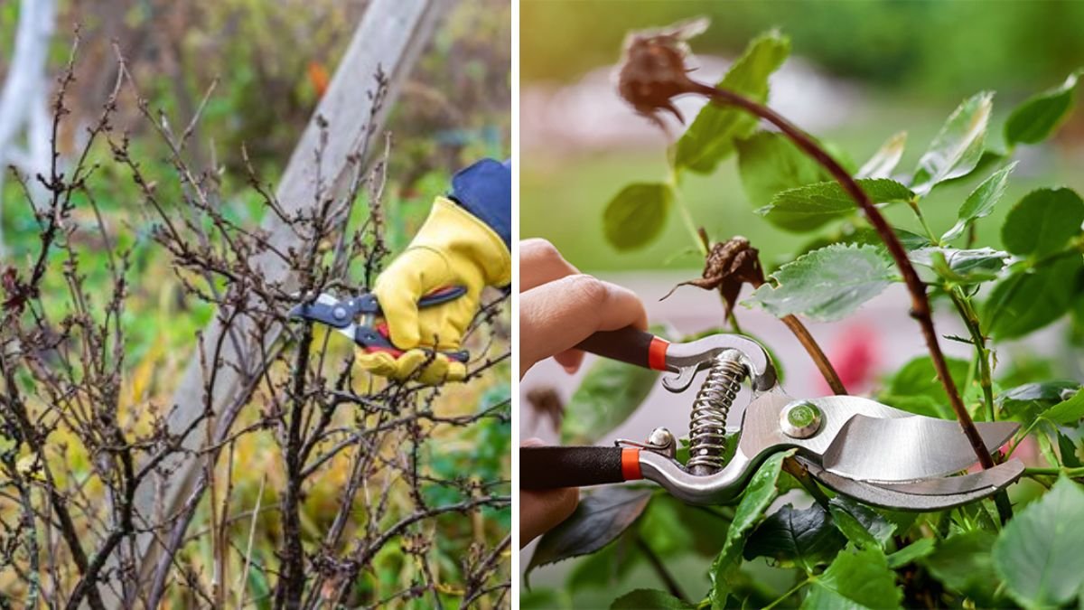 Grow Stronger, Fuller Plants: How to Prune Properly for Health and Beauty