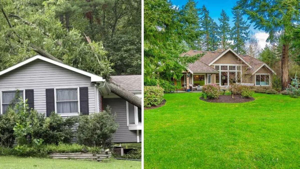 Think Before You Plant: Why Some Trees Shouldn’t Grow Too Close to Your Home