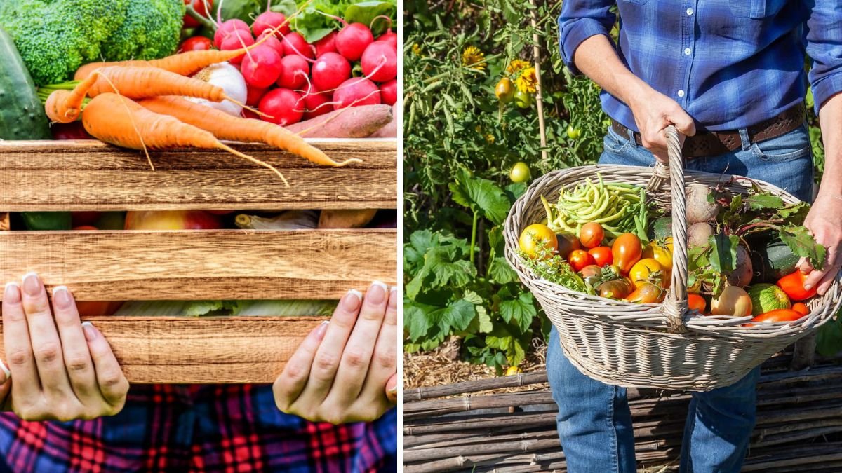 Keep It Fresh: Best Ways to Store Your Harvest for Months of Flavor