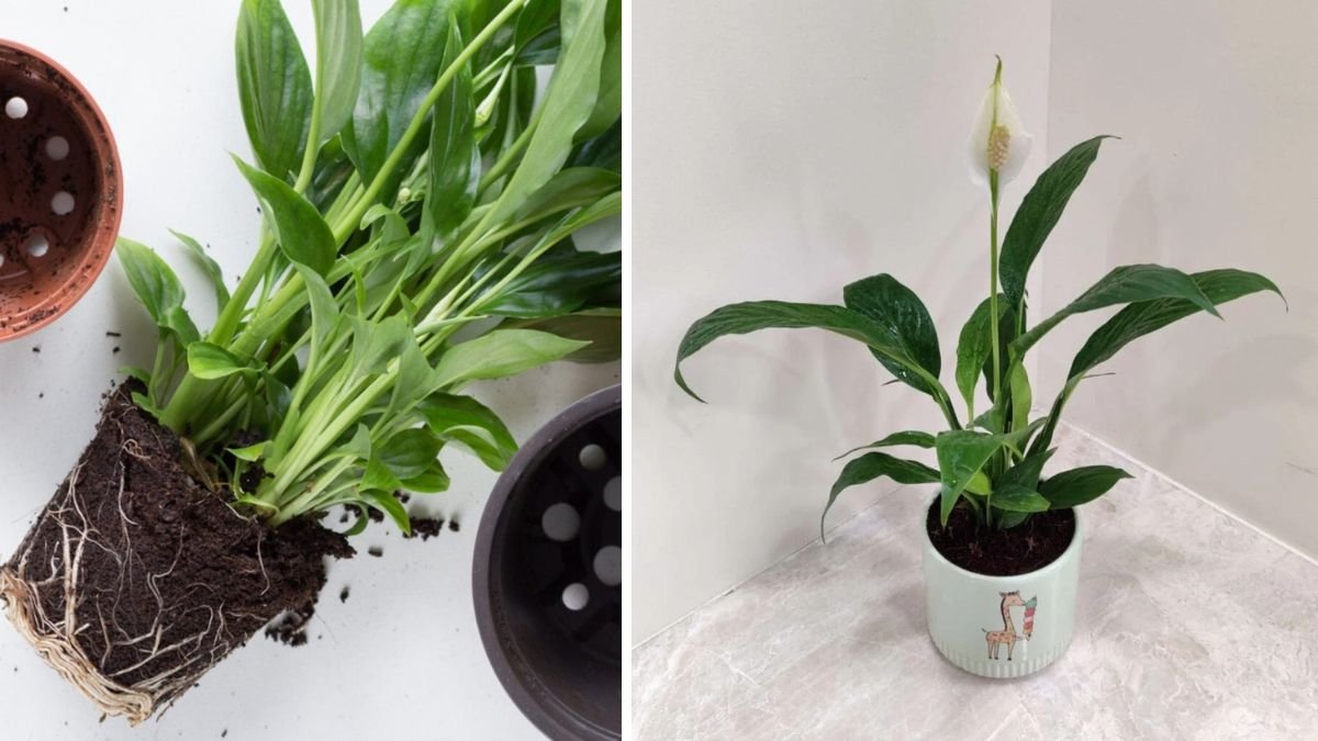 From Crowded to Thriving: When and How to Repot Your Peace Lily for Maximum Growth