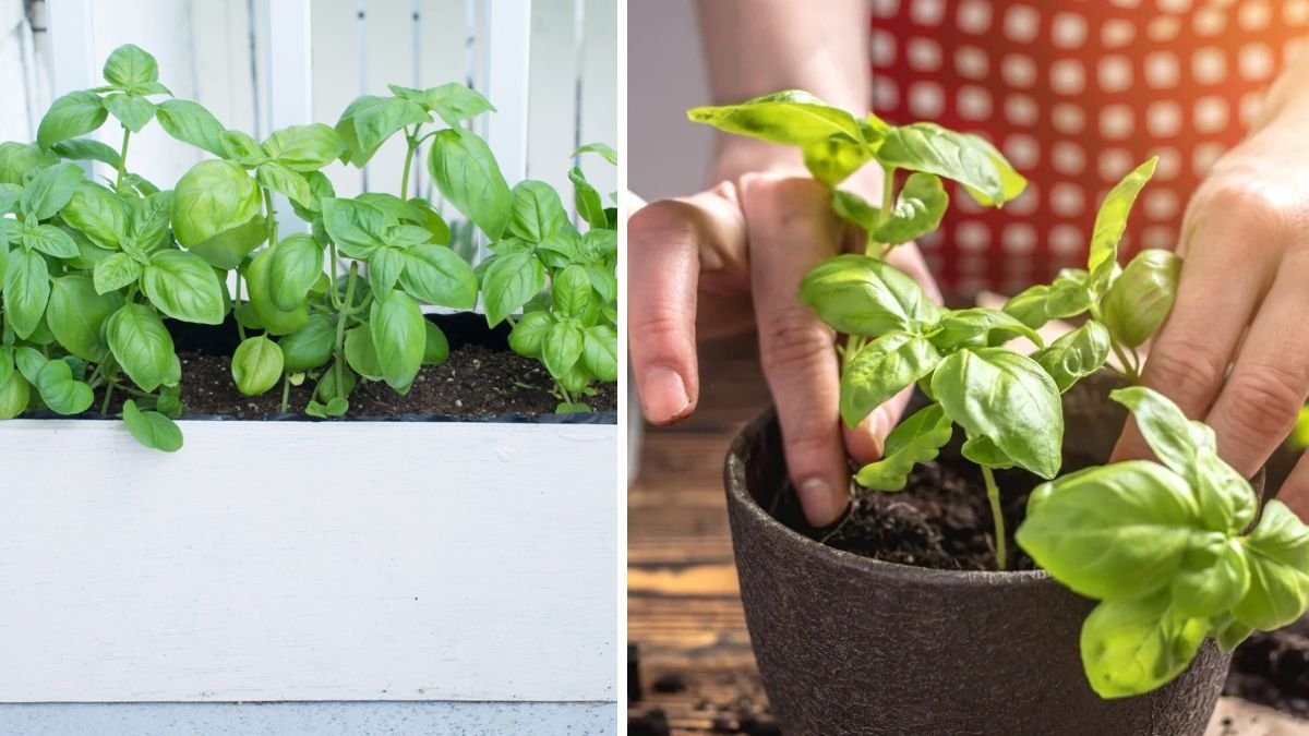 Big Flavor in Small Spaces: Easy Tips for Growing Healthy Basil in Small Pots