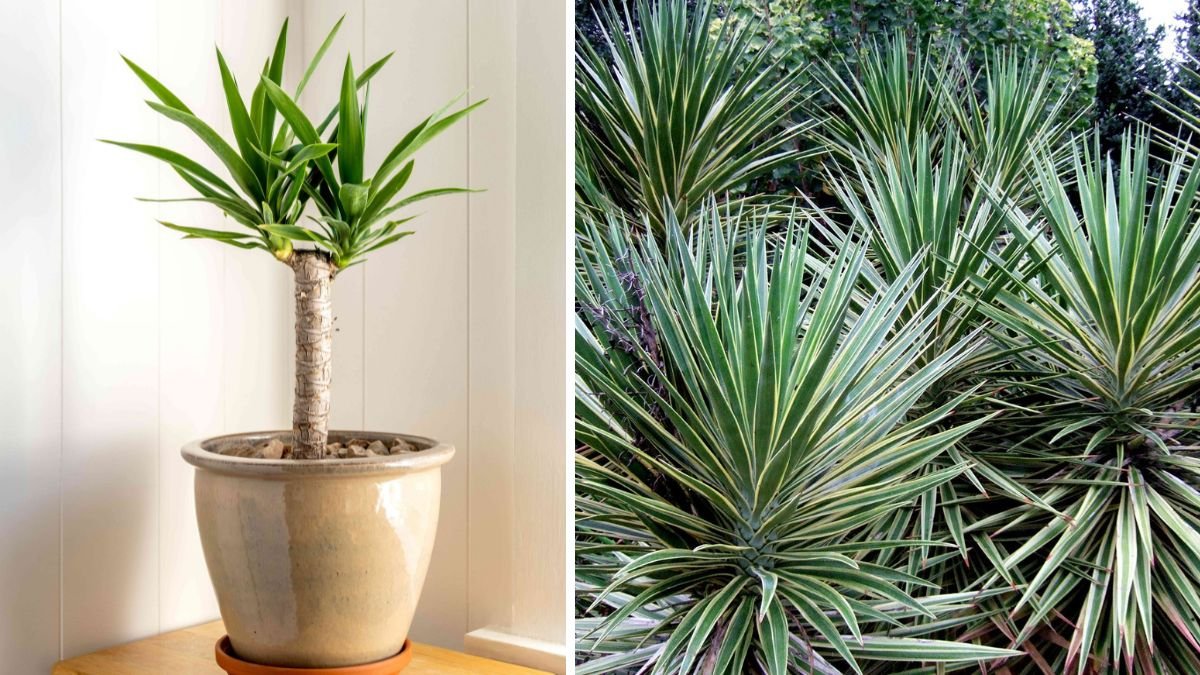 Stylish, Tough, and Thrifty: How to Grow Spineless Yucca in a Low-Water Eco-Friendly Garden