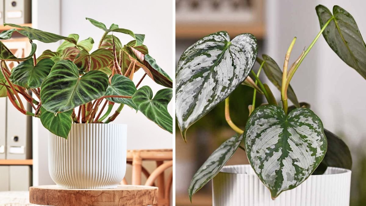 How to Care for Philodendrons: A Complete Guide to Thriving Houseplants
