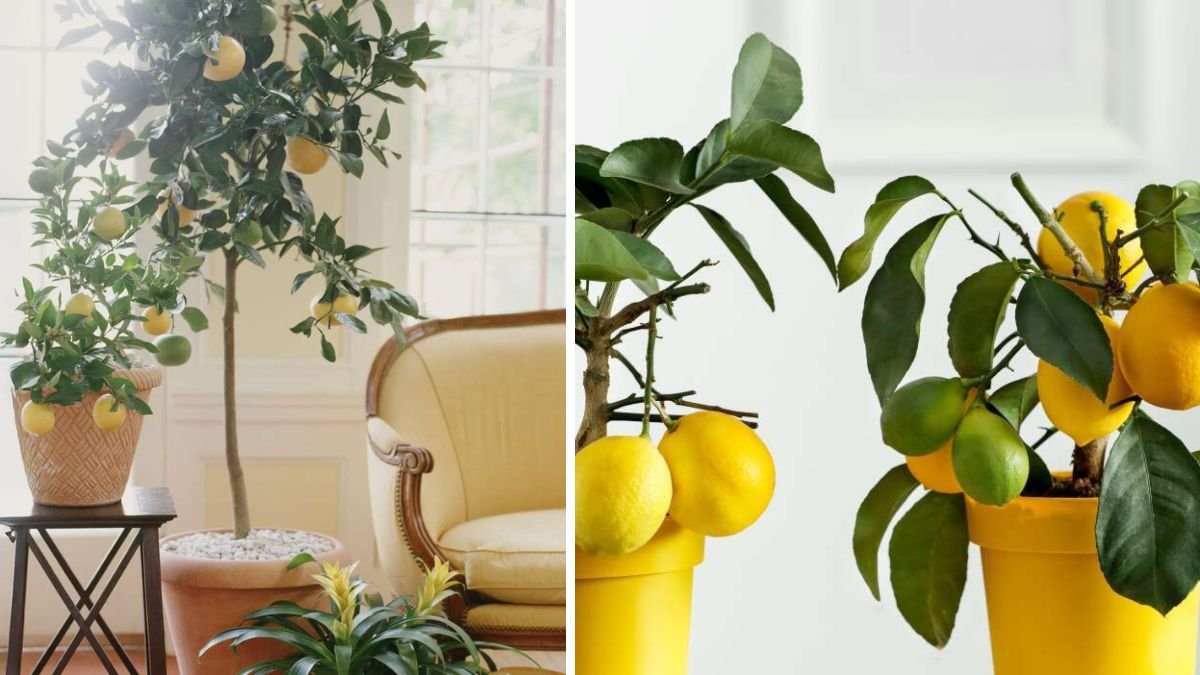 Indoor Fruit Trees You Can Grow Successfully, According to Experts