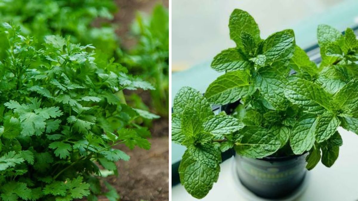 10 Effortless Herbs That Instantly Upgrade Any Meal