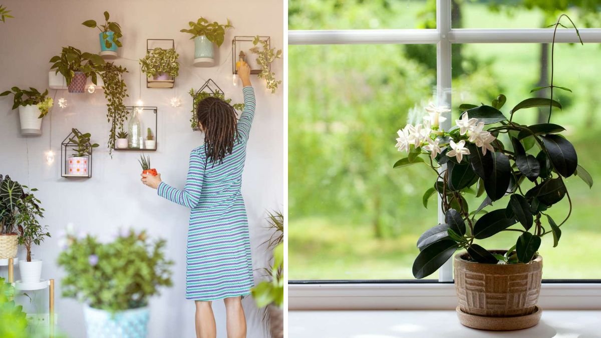 15 Fragrant Indoor Plants to Bring Garden Scents into Your Home