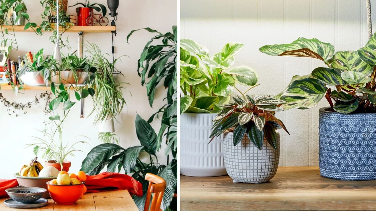 11 Fast-Growing Houseplants for Instant Indoor Greenery