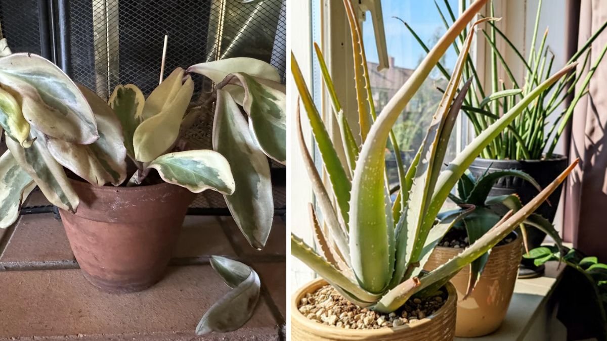 14 Ways to Know if Your Plants Are Getting Too Much—or Too Little—Sun