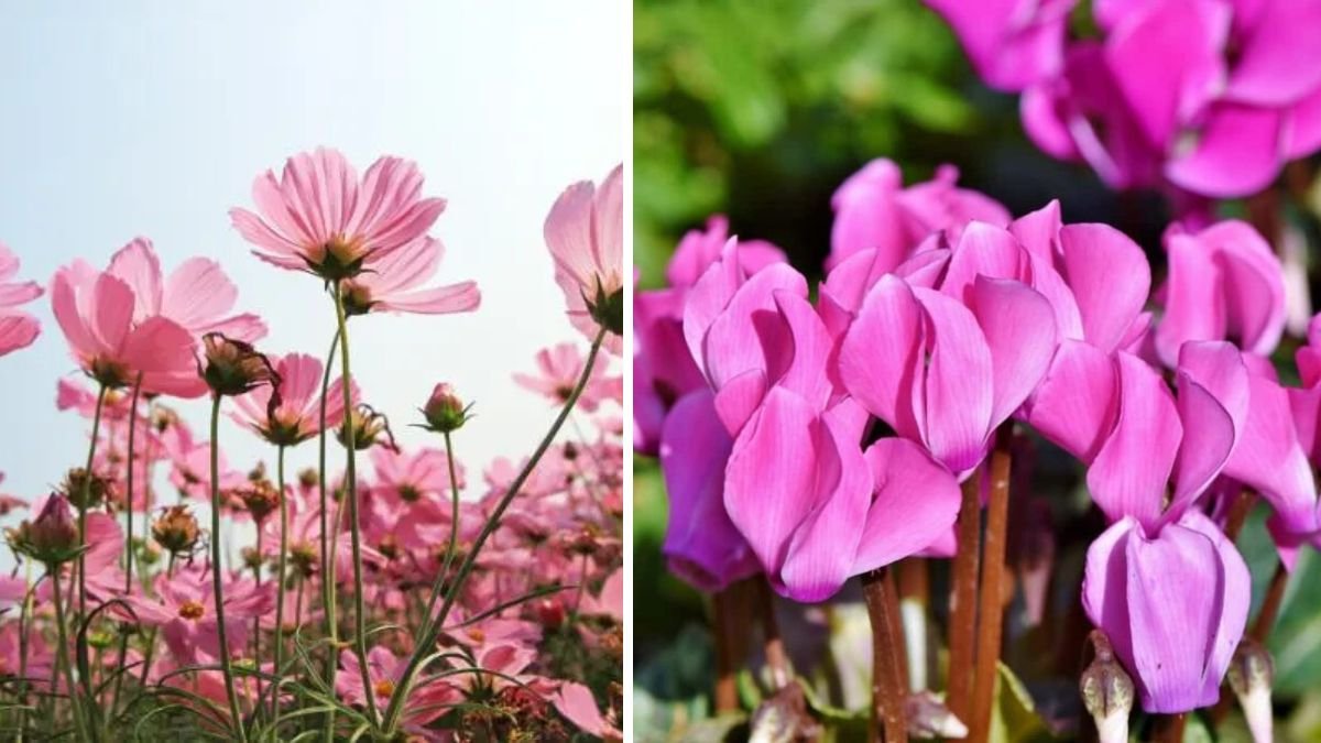 15 Plants That Wait Years Underground Before Blooming