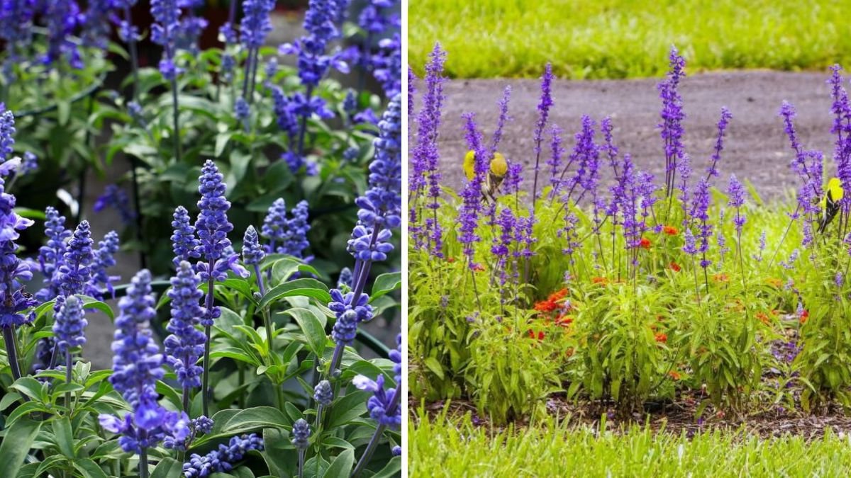 How to Keep Your Salvia Plant Thriving for Years