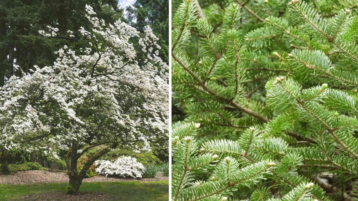 7 Top Fir Trees to Elevate Your Home Landscape