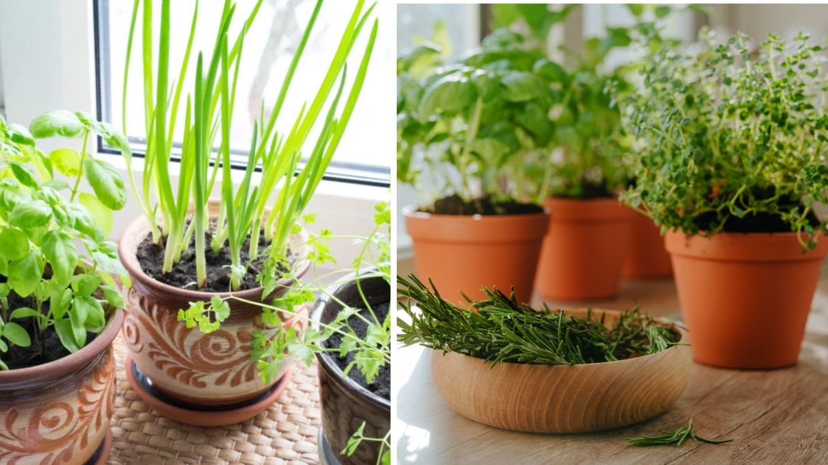 20 Herbs and Vegetables You Can Grow Indoors Year-Round