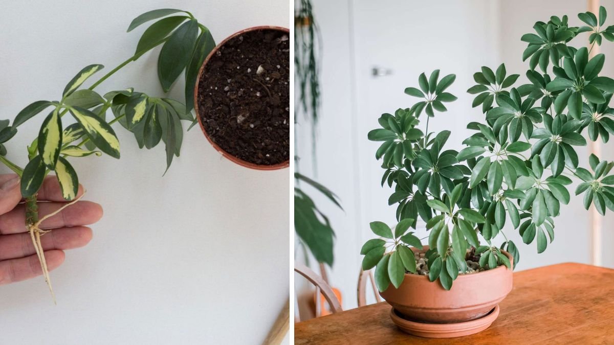 Ultimate Guide to Growing, Pruning & Propagating the Schefflera Umbrella Plant