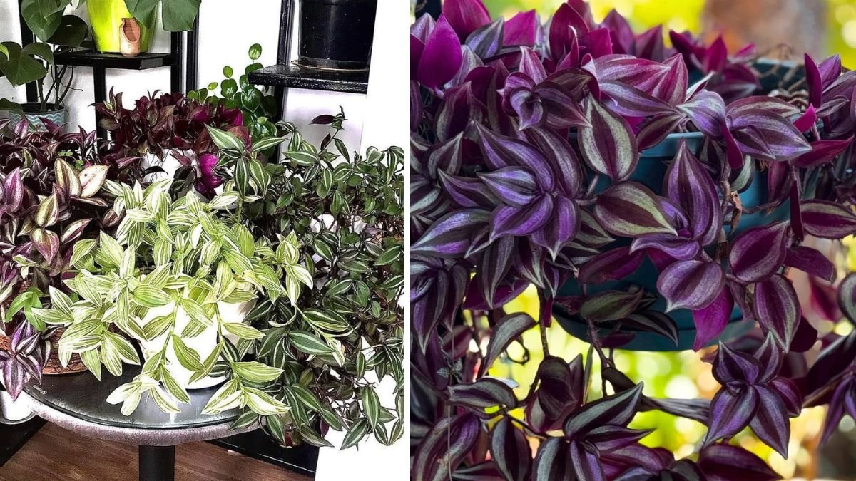 How to Grow and Maintain the Wandering Dude Plant — Complete Care Guide