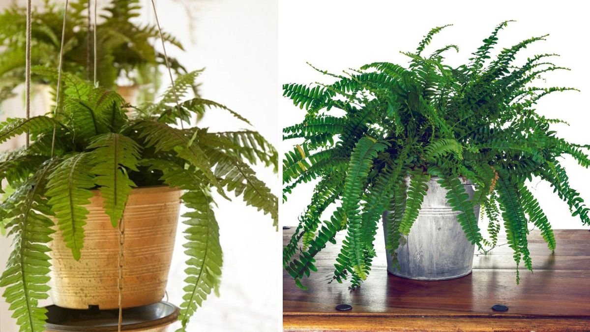 How to Care for Indoor Ferns — Complete Guide for Lush, Healthy Foliage