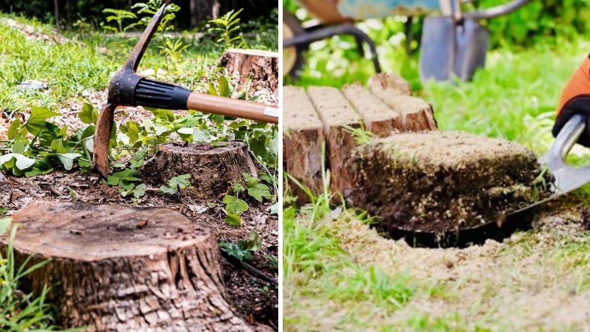 Remove Stubborn Stumps Like a Pro: Best Tools & Techniques for 2026