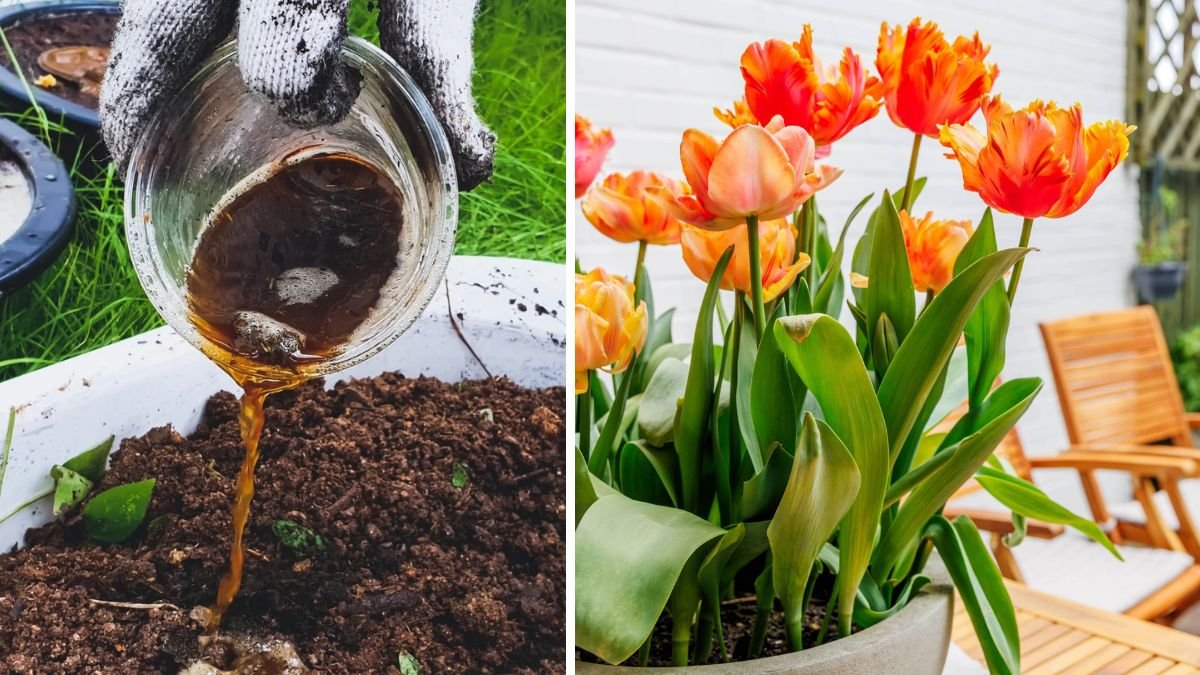 Use This Fertilizer in Your Garden Beds to Give Spring Bulbs a Growth Boost in 2026
