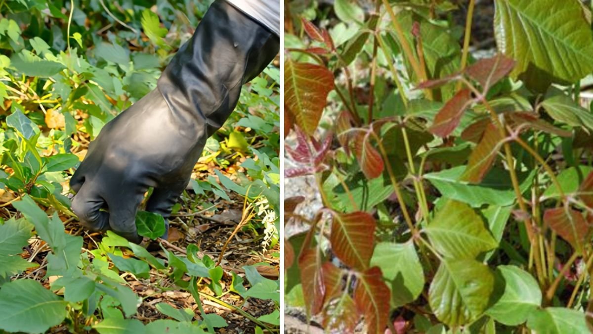 I Asked a Horticulturist How to Kill Poison Ivy—His Answer Changed Everything