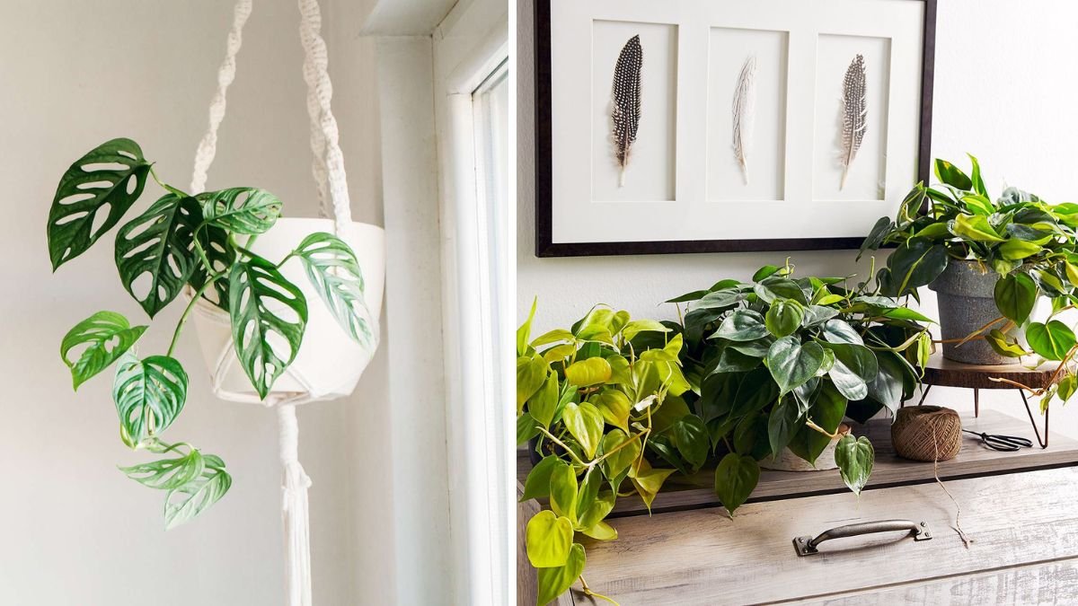 7 Best Climbing & Hanging Indoor Plants – Fast Growing, Low Light Houseplants You’ll Love