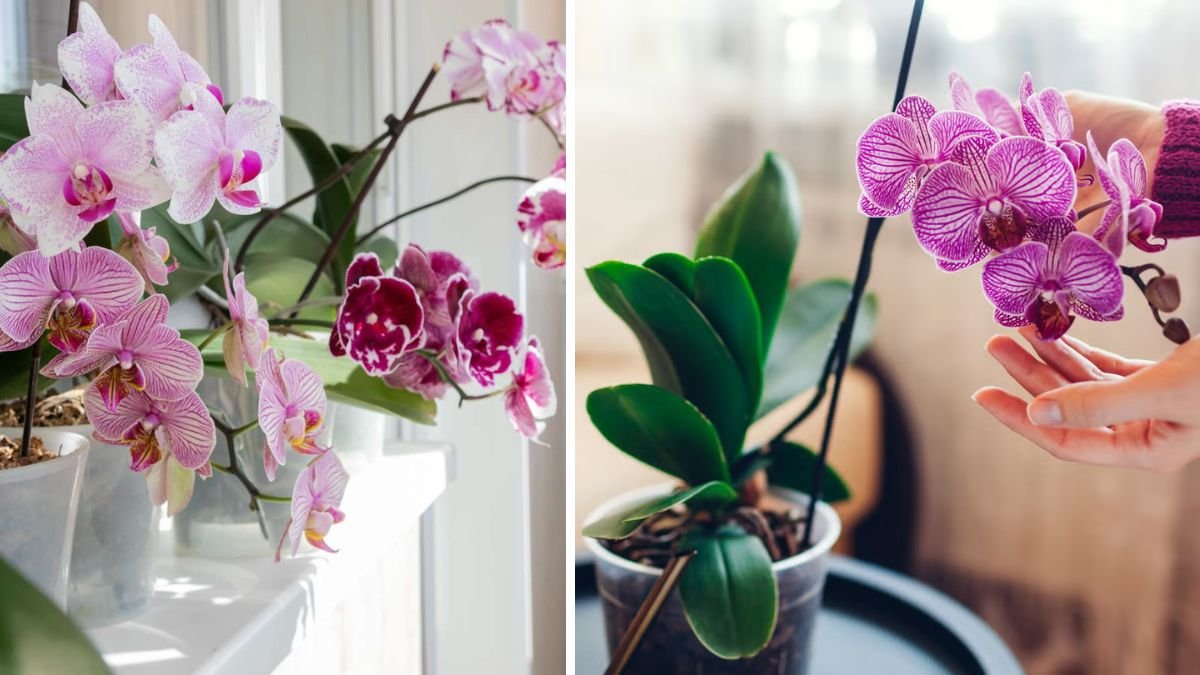 How Often to Fertilize an Orchid for Bigger, Longer-Lasting Blooms