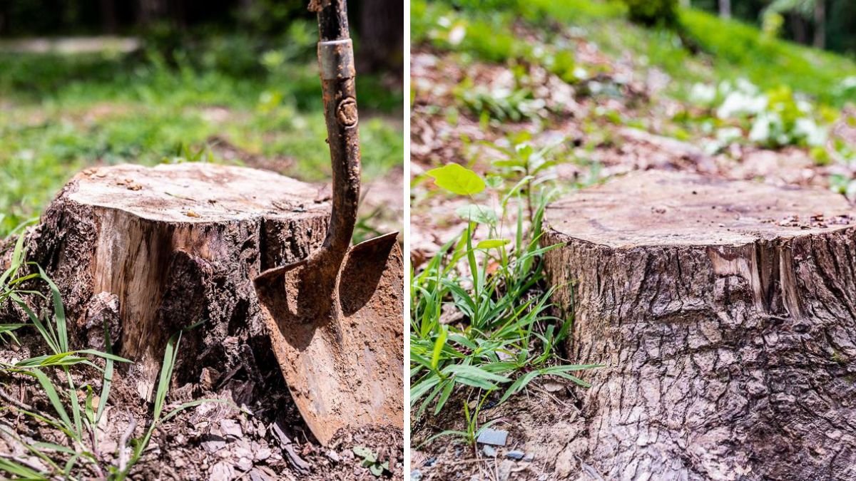 How to Remove an Old Tree Stump in Your Yard: Effective Methods That Work