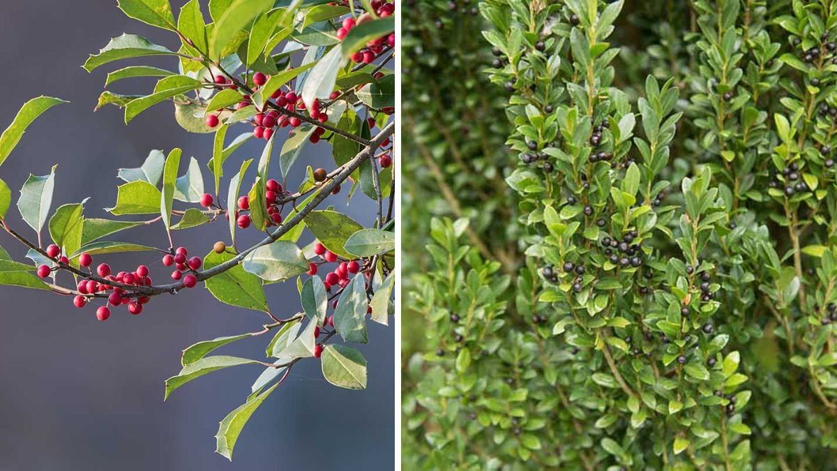 Holly Shrubs & Trees (Ilex Species): A Deep Dive Into This Iconic Genus