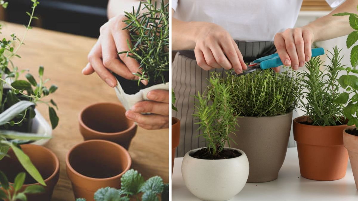Five Easy-to-Grow Herbs for Beginner Gardeners