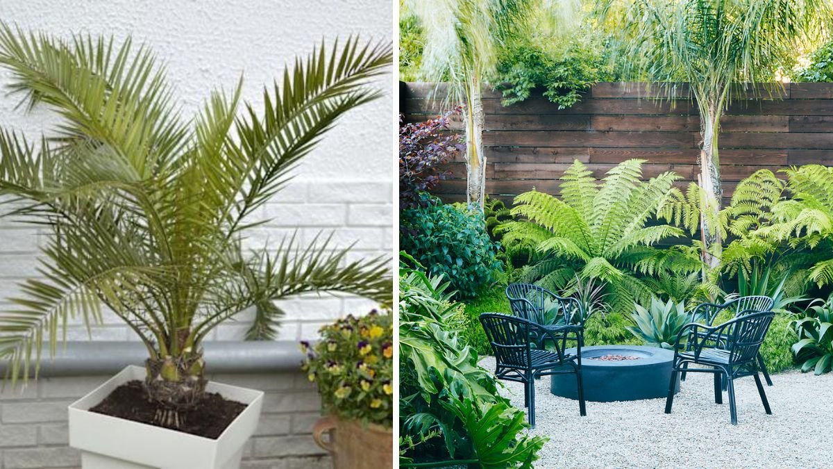 Experts Always Recommend These 10 Palm Plants for a Tropical-Inspired Touch