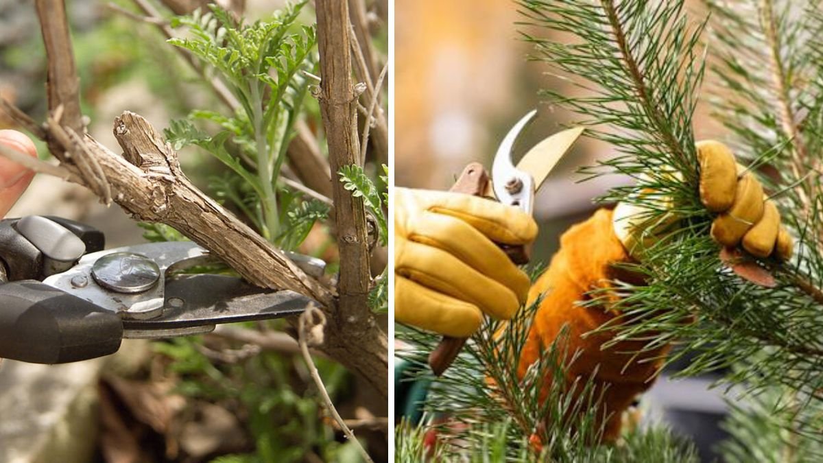 What Everyone Gets Wrong About Pruning an Evergreen Tree (and How to Fix It)
