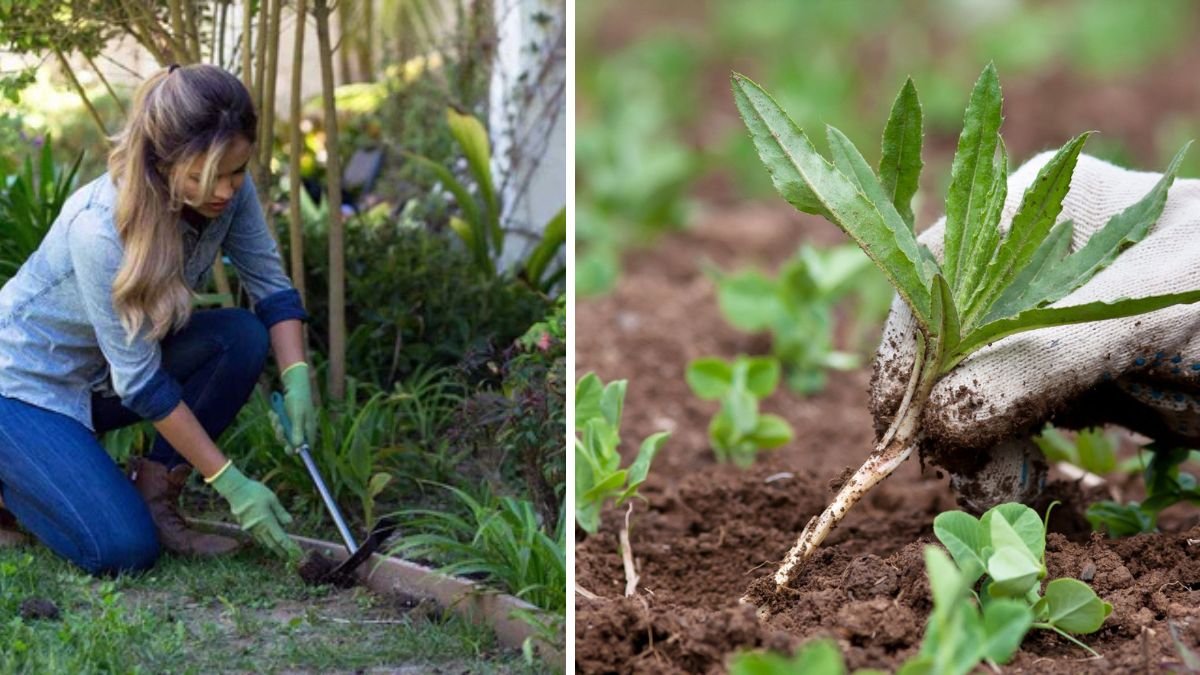 Why Winter Is the Best Time to Pull Weeds: A