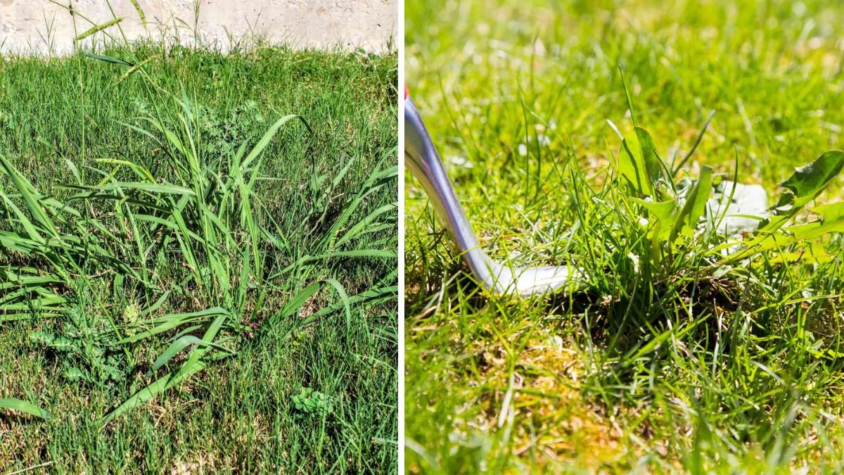How to Get Rid of Crabgrass on the Lawn