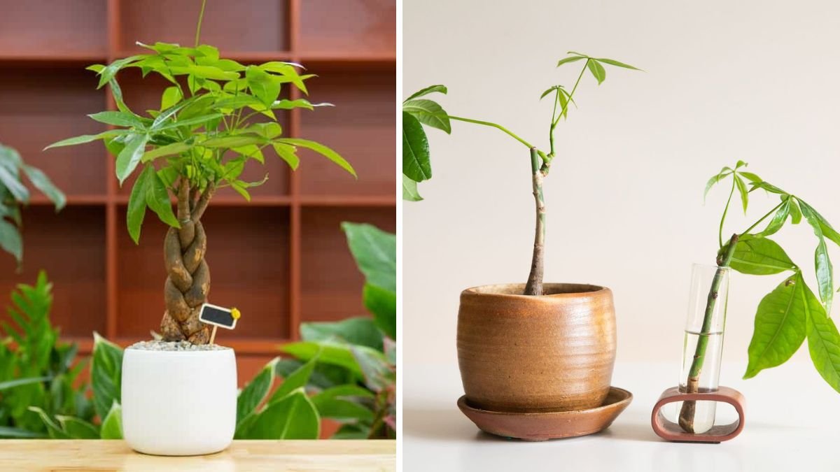 Money Tree Care: How to Grow, Trunk Thickening Techniques & Braiding Tips (Pachira aquatica)