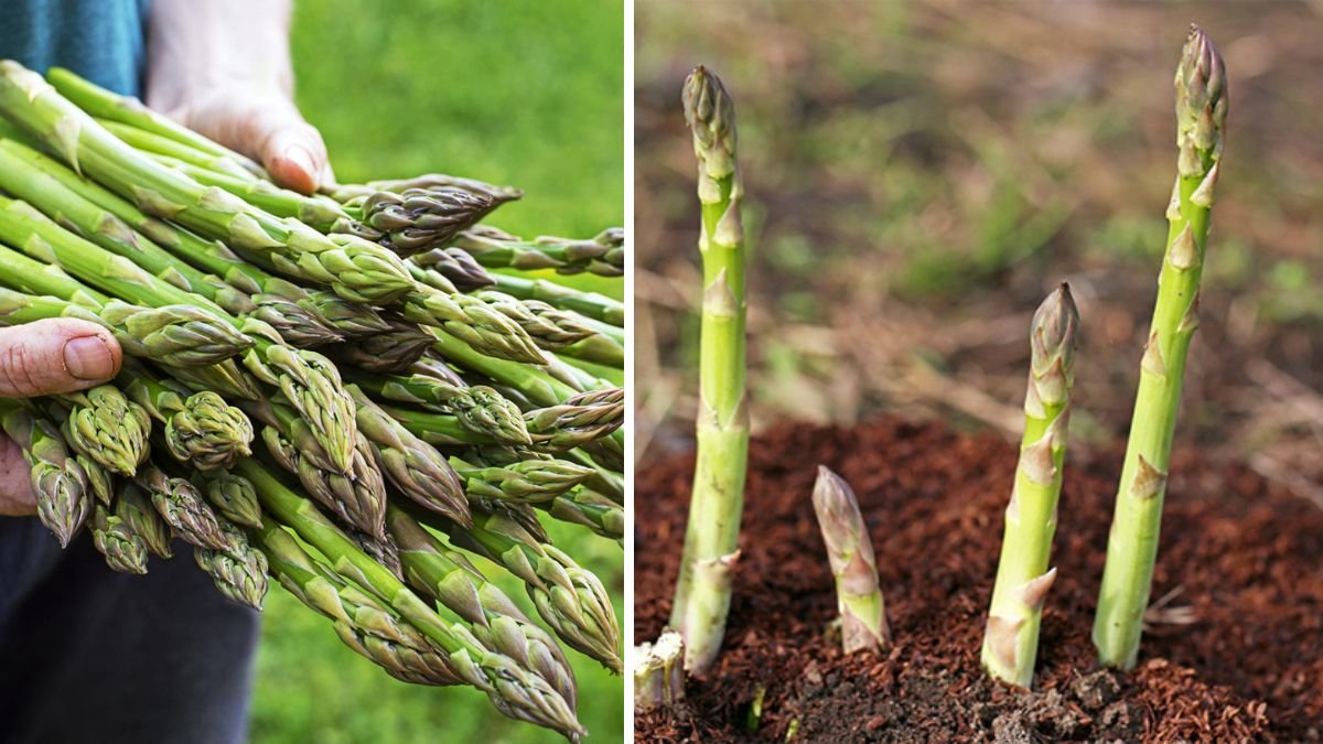 The Ultimate Guide to Neutral Fertilizer for Thriving Asparagus
