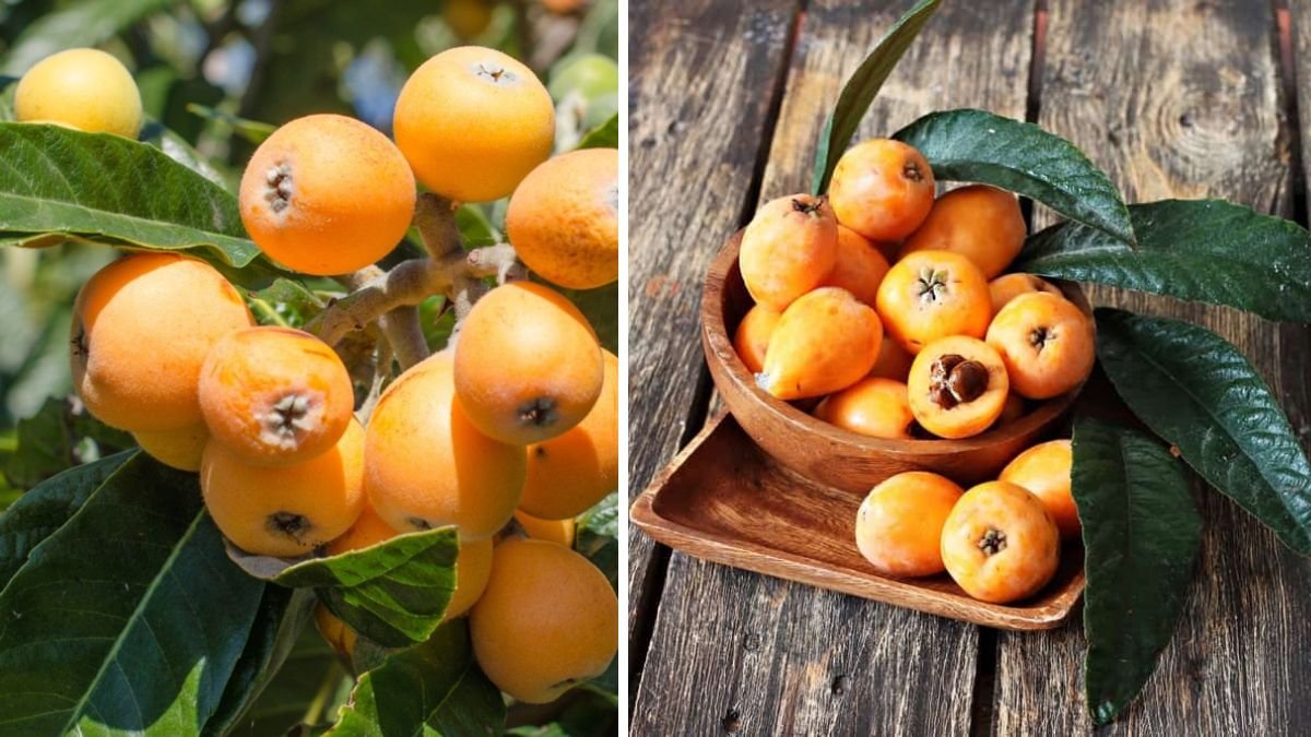 How and When to Prune a Loquat Tree for a Bumper Harvest of Sweet Fruits