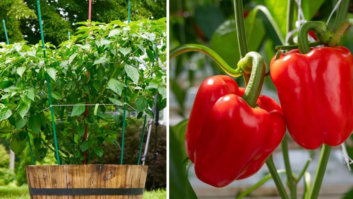 Top 10 Pepper Growing Mistakes to Avoid: A Complete [FOCUS KEYWORD] Guide