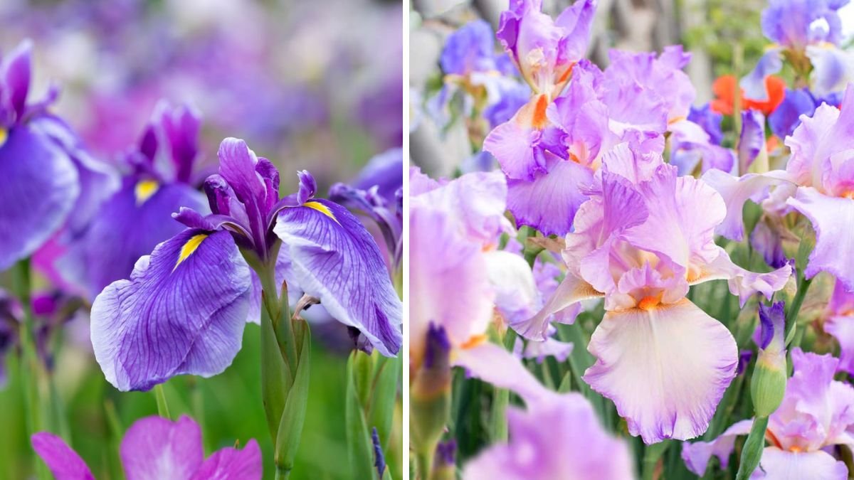 How to Divide Iris Plants for More Flowers