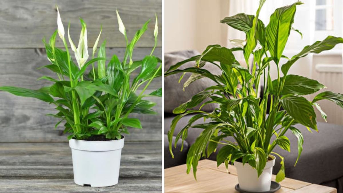 22 Tricks for a Healthy Peace Lily All Year Round