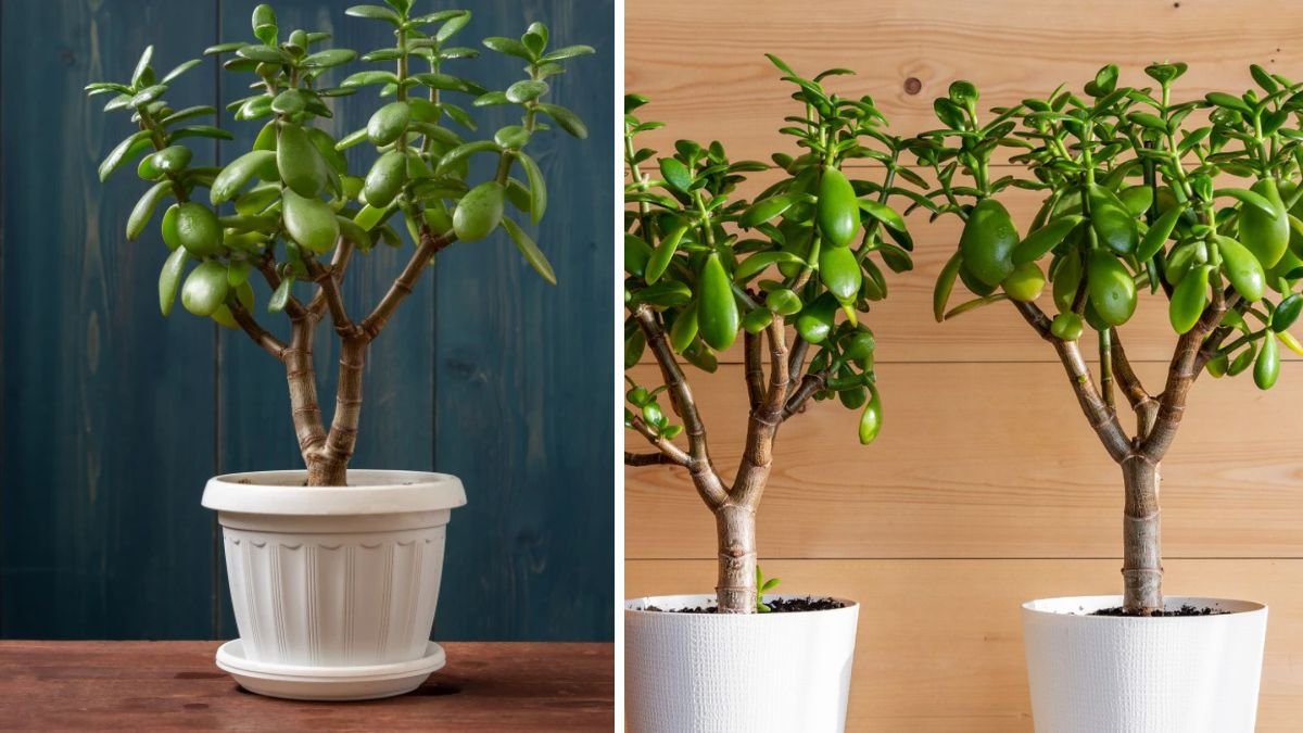 Jade Plant Care Made Easy — Simple Tips for Thriving Succulents