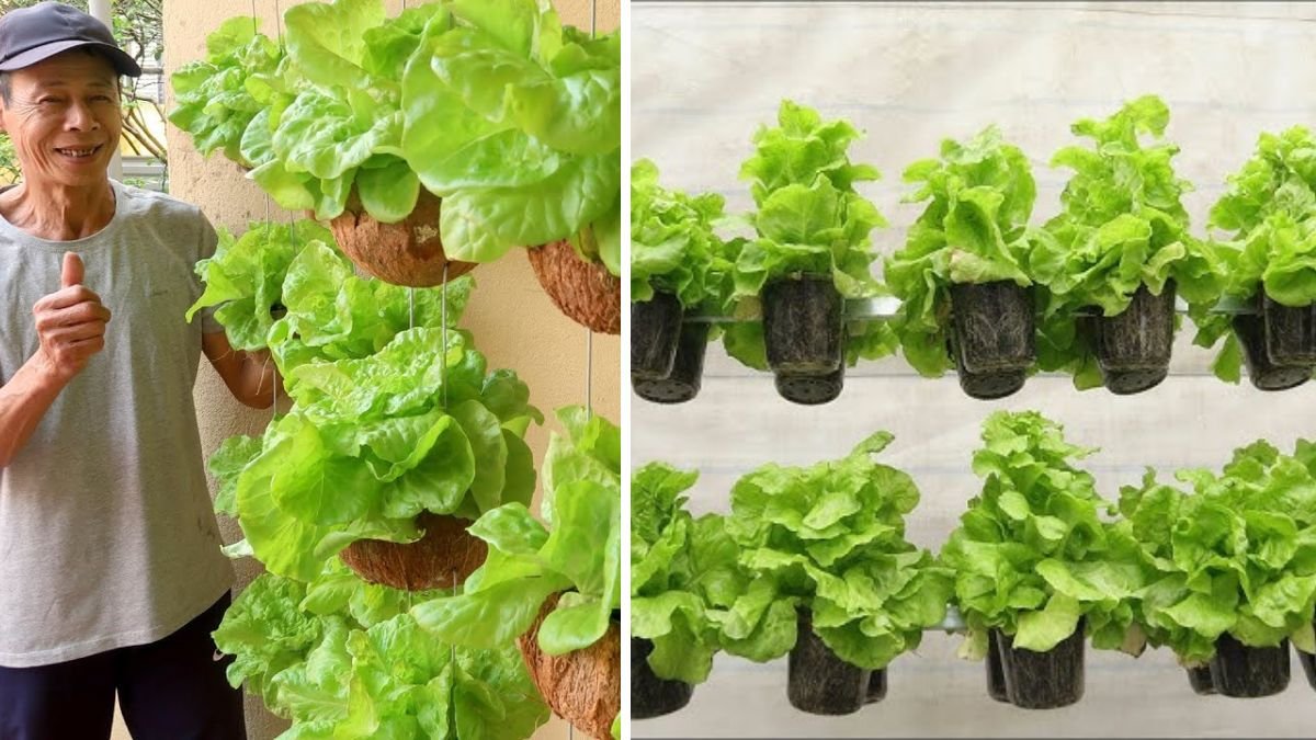 Amazing Hanging Vegetable Garden: Grow Vegetables Even in Dry Conditions