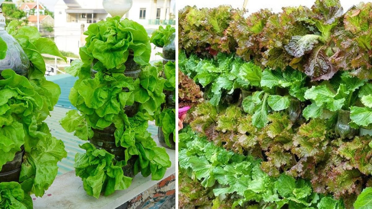 Vertical Vegetable Garden on Dry Trees: Grow Fresh Salad at Home with